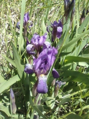 Iris aphylla