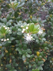 Myrtus communis