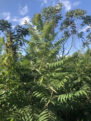 Rhus typhina
