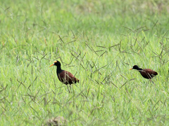 Jacana spinosa