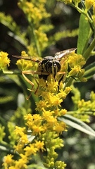 Spilomyia longicornis