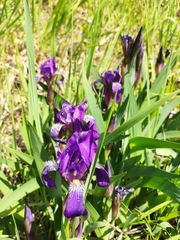 Iris aphylla