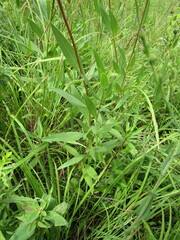 Helianthus pauciflorus