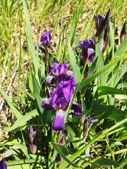 Iris aphylla