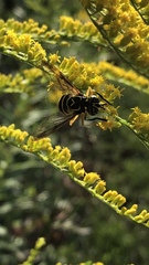 Spilomyia longicornis