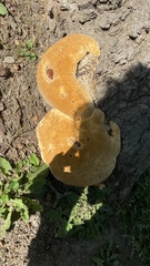 Pseudoinonotus dryadeus