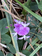 Lespedeza procumbens