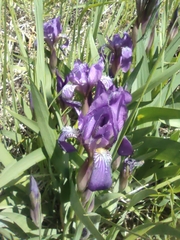 Iris aphylla