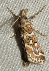 Hypotia leucographalis