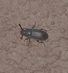 Blapstinus