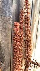 Pterospora andromedea