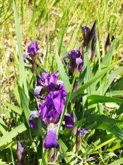 Iris aphylla