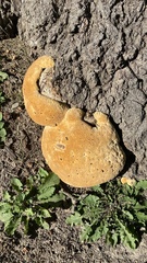 Pseudoinonotus dryadeus