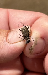 Cicindela repanda