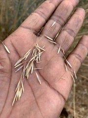 Elymus glaucus