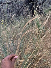 Elymus glaucus