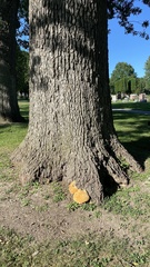 Pseudoinonotus dryadeus