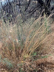 Elymus glaucus