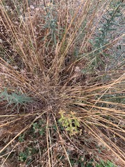 Elymus glaucus