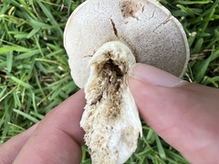 Tylopilus rhoadsiae