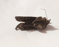 Noctuidae