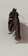 Noctuidae