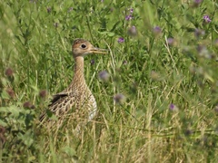 Bartramia longicauda