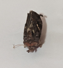 Noctuidae