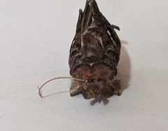 Noctuidae