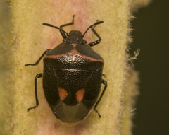 Cosmopepla lintneriana