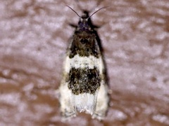 Olethreutes fasciatana