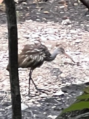 Aramus guarauna