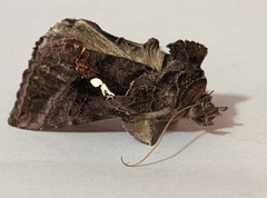 Noctuidae