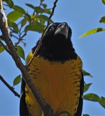 Pheucticus aureoventris