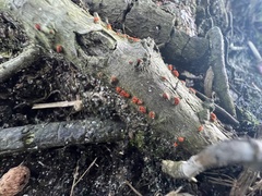 Amphilogia gyrosa
