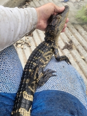 Alligator mississippiensis