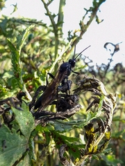 Stenichneumon culpator
