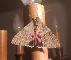 Catocala nupta