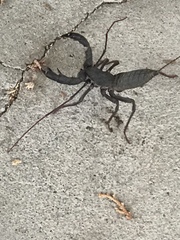 Mastigoproctus giganteus