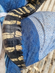 Alligator mississippiensis