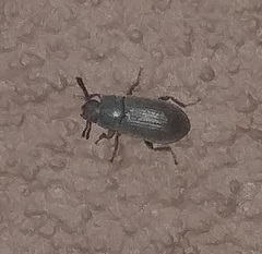 Blapstinus