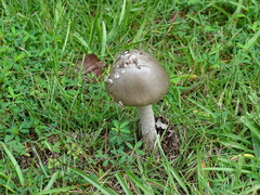 Amanita vaginata