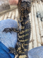 Alligator mississippiensis