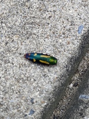 Buprestis rufipes