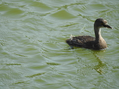 Tachybaptus dominicus