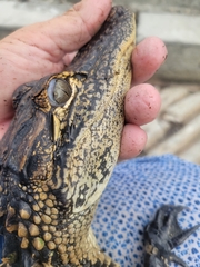 Alligator mississippiensis
