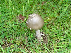 Amanita vaginata