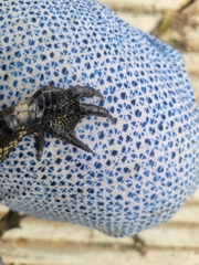 Alligator mississippiensis