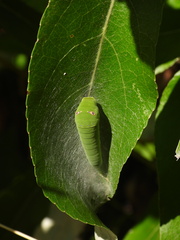 Papilio rutulus