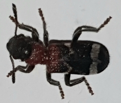 Thanasimus formicarius